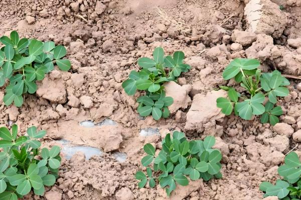 花生对肥料的需求，氮素需求最多、钾素次之、磷钙最少