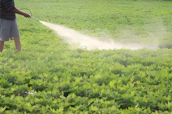 花生对肥料的需求，氮素需求最多、钾素次之、磷钙最少