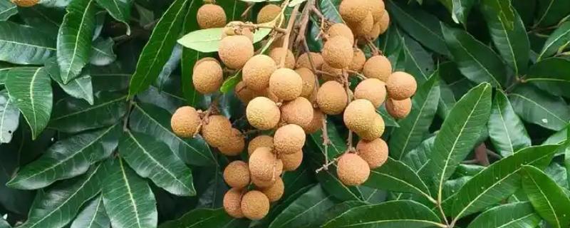 广东龙眼在几月份成熟，在7-10月份