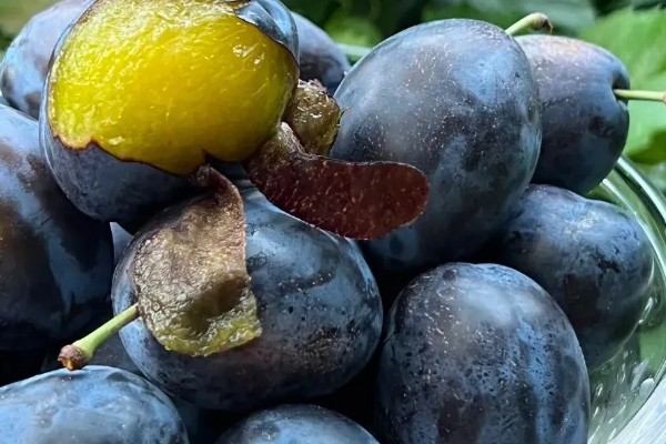 西梅女神的特点，体型大外皮呈蓝黑色