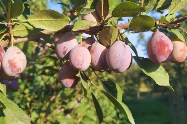 西梅女神的特点，体型大外皮呈蓝黑色