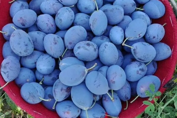 西梅女神的特点，体型大外皮呈蓝黑色