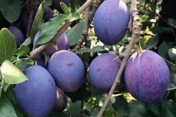 西梅女神的特点，体型大外皮呈蓝黑色