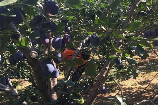 西梅女神的特点，体型大外皮呈蓝黑色