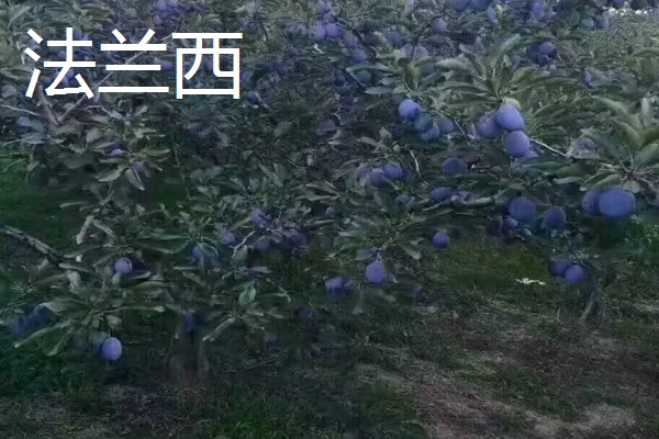 西梅女神的特点，体型大外皮呈蓝黑色