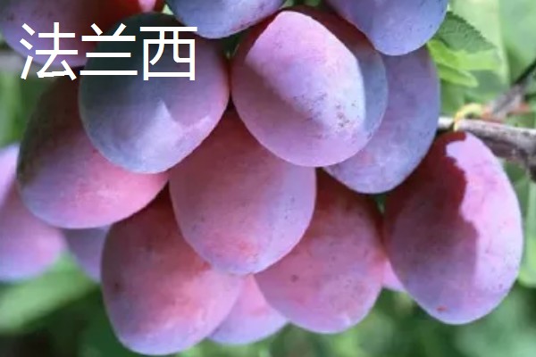 西梅女神的特点，体型大外皮呈蓝黑色