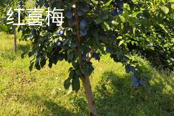 西梅女神的特点，体型大外皮呈蓝黑色