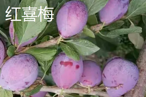 西梅女神的特点，体型大外皮呈蓝黑色