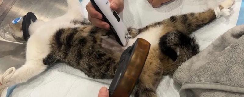 猫狗绝育的好处，可以防止争夺配偶而打架