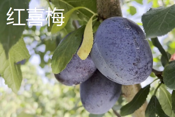 西梅女神的特点，体型大外皮呈蓝黑色