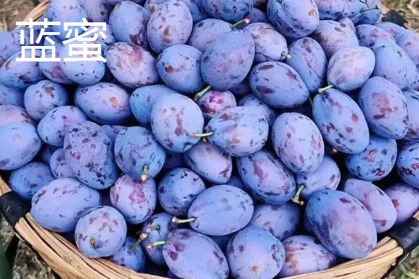 西梅女神的特点，体型大外皮呈蓝黑色