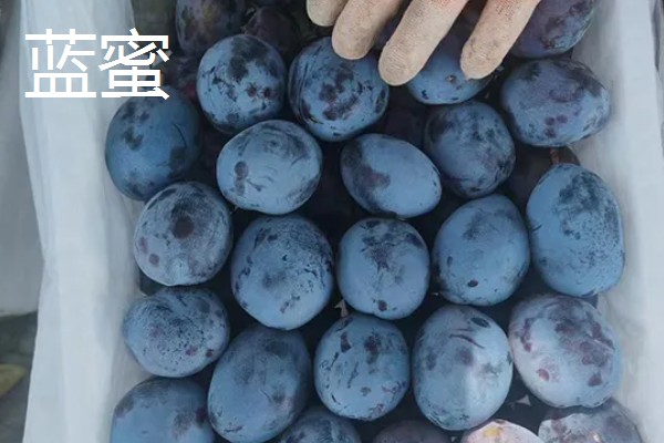 西梅女神的特点，体型大外皮呈蓝黑色