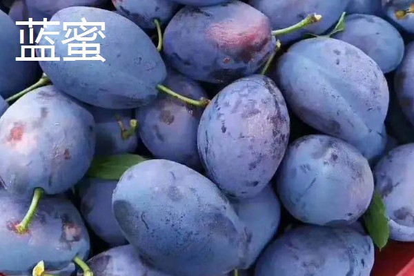 西梅女神的特点，体型大外皮呈蓝黑色