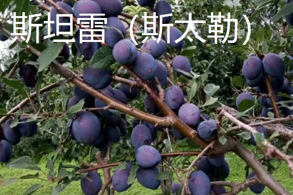 西梅女神的特点，体型大外皮呈蓝黑色