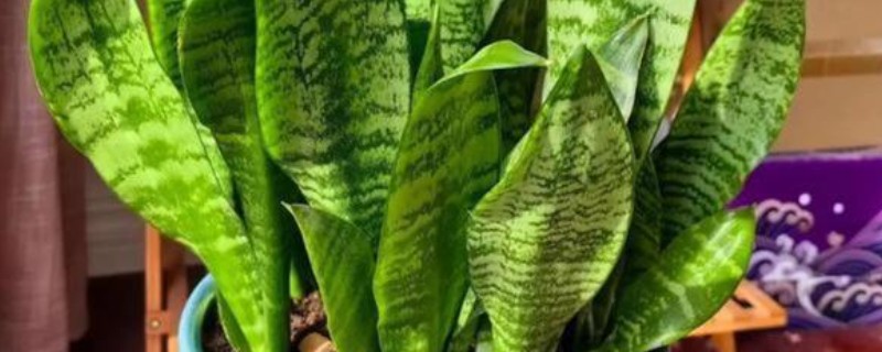 虎皮兰怎样分株繁殖，将生长过密的叶丛切割成若干丛