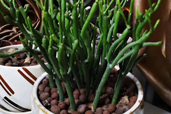 膨珊瑚的浇水方法,幼苗期每隔一周浇一次