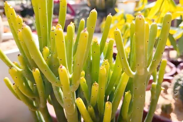 膨珊瑚的浇水方法,幼苗期每隔一周浇一次