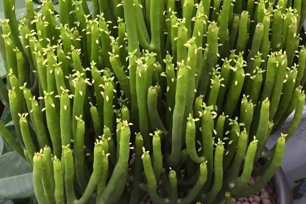 膨珊瑚的浇水方法,幼苗期每隔一周浇一次