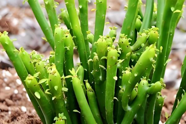 膨珊瑚的浇水方法,幼苗期每隔一周浇一次