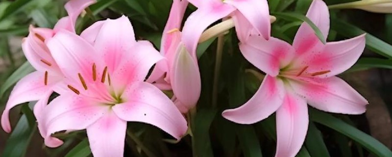 百合花有什么品种，山丹百合、卷丹百合等品种很常见