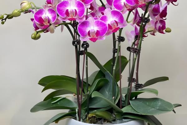 蝴蝶兰的叶子怎么扦插，消毒晾干后再插入土壤中