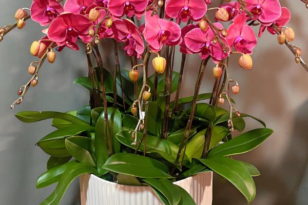 蝴蝶兰的叶子怎么扦插，消毒晾干后再插入土壤中