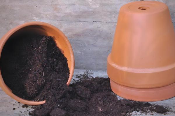 蝴蝶兰的叶子怎么扦插，消毒晾干后再插入土壤中