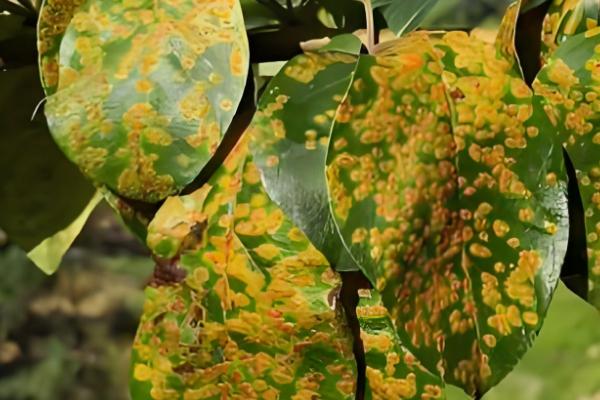 预防向日葵空壳的方法，人工辅助授粉可提高结实率