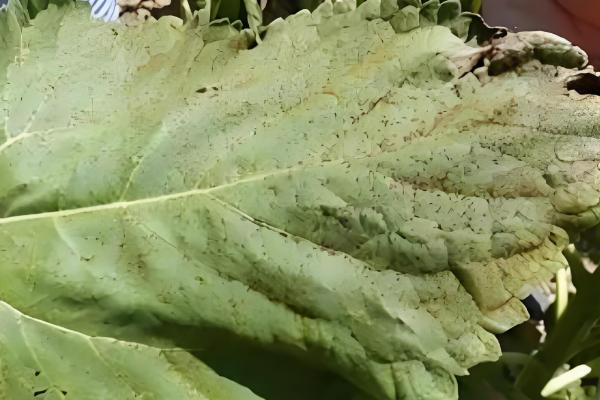 预防向日葵空壳的方法，人工辅助授粉可提高结实率