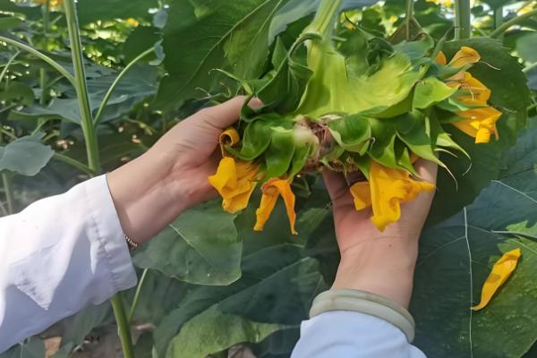 预防向日葵空壳的方法，人工辅助授粉可提高结实率