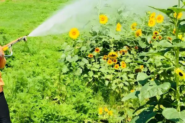 预防向日葵空壳的方法，人工辅助授粉可提高结实率