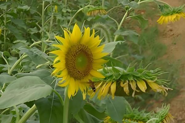 预防向日葵空壳的方法，人工辅助授粉可提高结实率