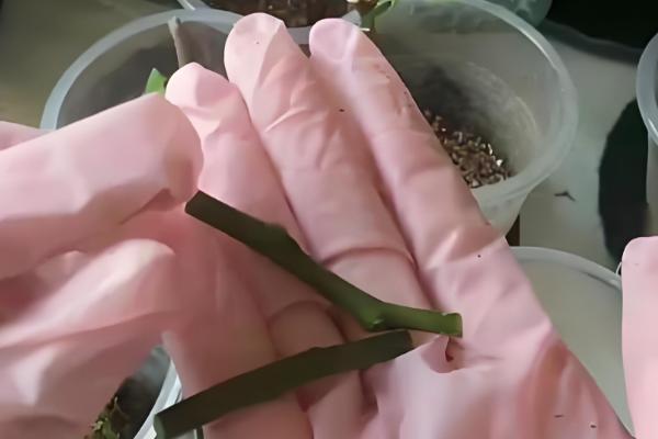 蝴蝶兰的叶子怎么扦插，消毒晾干后再插入土壤中