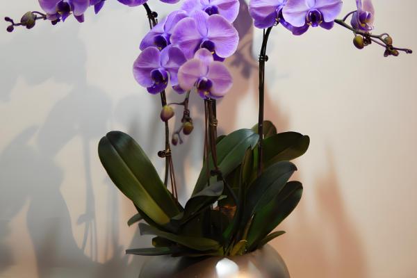 蝴蝶兰的叶子怎么扦插，消毒晾干后再插入土壤中