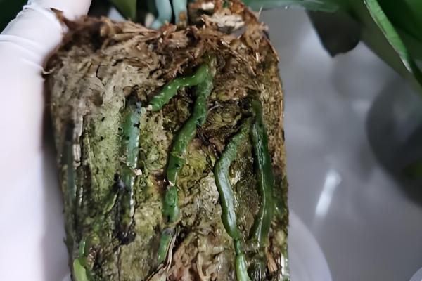 蝴蝶兰的叶子怎么扦插，消毒晾干后再插入土壤中