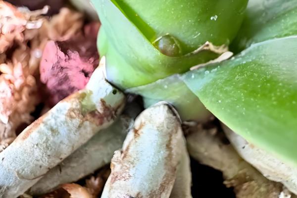 蝴蝶兰的叶子怎么扦插，消毒晾干后再插入土壤中