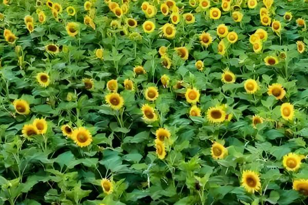 预防向日葵空壳的方法，人工辅助授粉可提高结实率