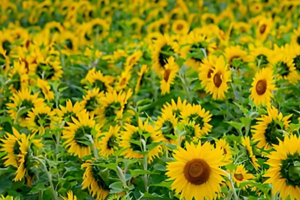 预防向日葵空壳的方法，人工辅助授粉可提高结实率