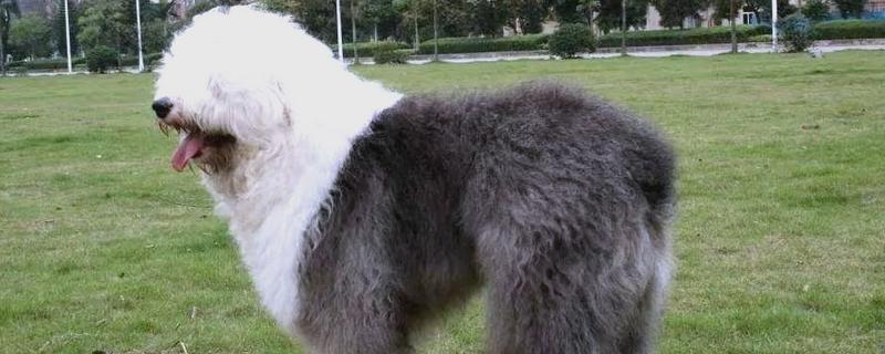 古牧犬的特征，毛发细长浓密