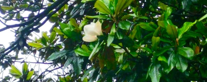 夏天开花的树有哪些，常见的有广玉兰、夹竹桃等