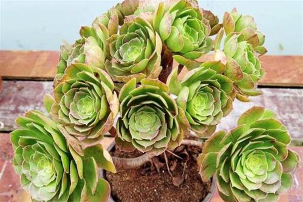 夏季养殖万圣节法师的方法，把室内温度控制在15-20℃