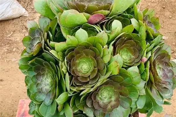 夏季养殖万圣节法师的方法，把室内温度控制在15-20℃