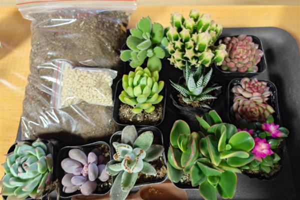 夏季养殖万圣节法师的方法，把室内温度控制在15-20℃