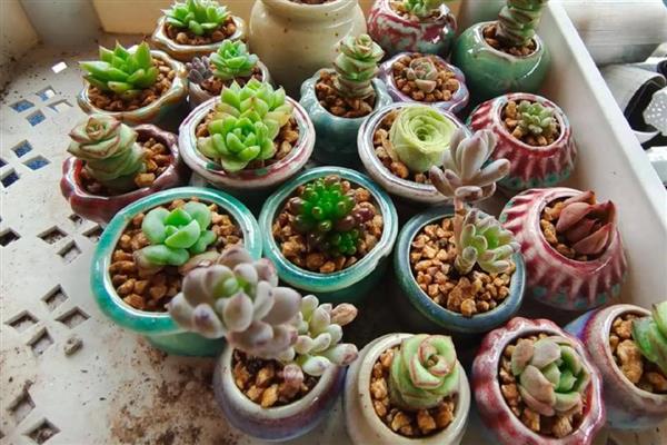 夏季养殖万圣节法师的方法，把室内温度控制在15-20℃