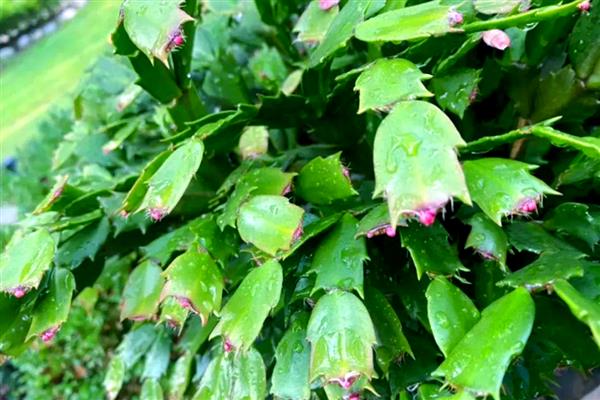 蟹爪兰的养殖方法,冬季浇水不宜过多