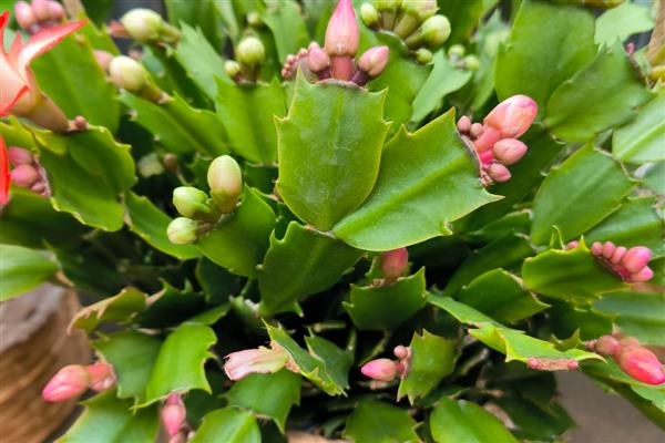 蟹爪兰的养殖方法,冬季浇水不宜过多