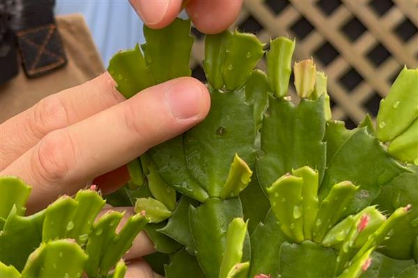 蟹爪兰的养殖方法,冬季浇水不宜过多