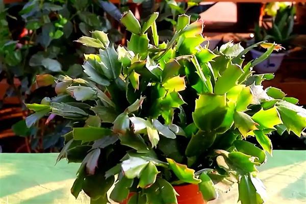 蟹爪兰的养殖方法,冬季浇水不宜过多