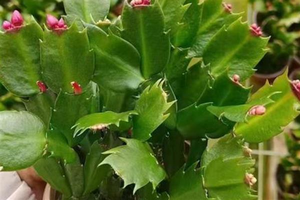 蟹爪兰的养殖方法,冬季浇水不宜过多