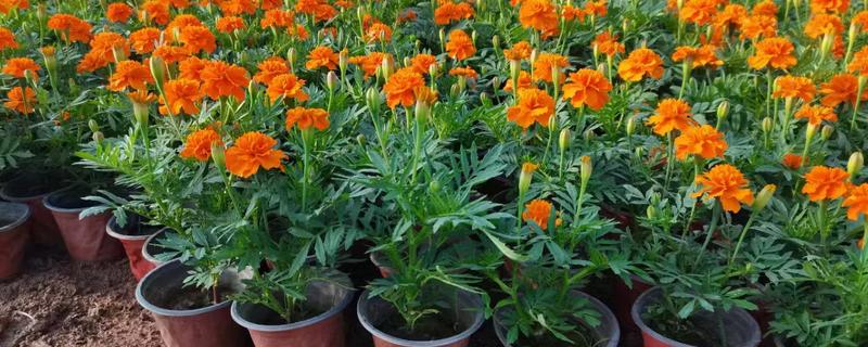 孔雀草的种植方法，要养护在通风阴凉的地方